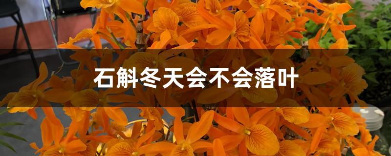 石斛冬天会不会落叶 石斛冬天会不会落叶