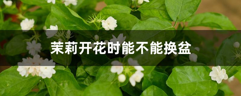 茉莉开花时能不能换盆 茉莉开花时能不能换盆