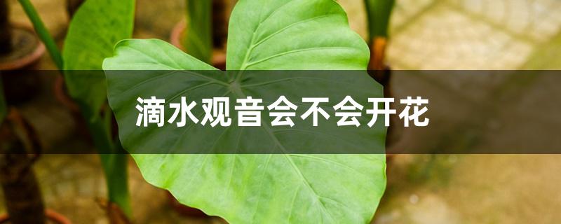 滴水观音会不会开花 滴水观音会不会开花
