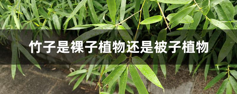 竹子是裸子植物还是被子植物 竹子是裸子植物还是被子植物