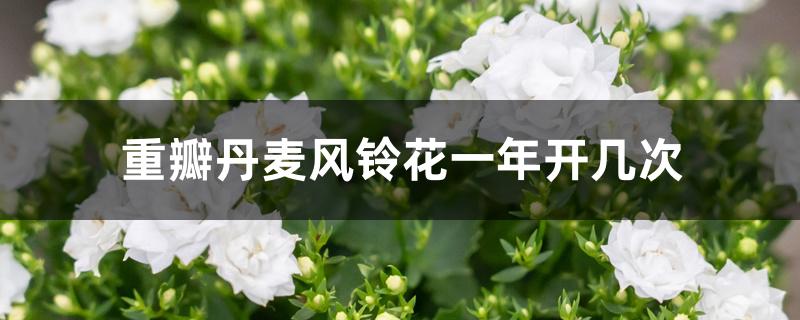 重瓣丹麦风铃花一年开几次 重瓣丹麦风铃花一年开几次
