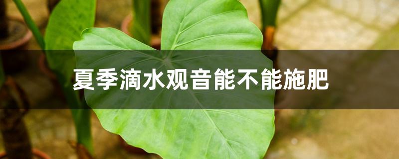 夏季滴水观音能不能施肥 夏季滴水观音能不能施肥