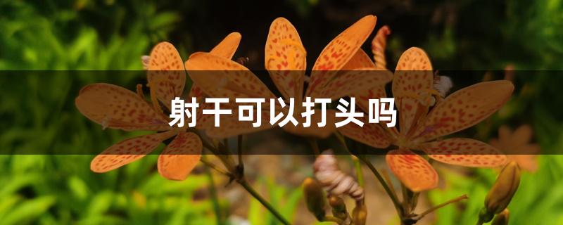 射干可以打头吗 射干可以打头吗