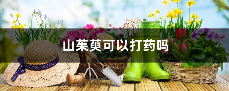 山茱萸可以打药吗 山茱萸可以打药吗