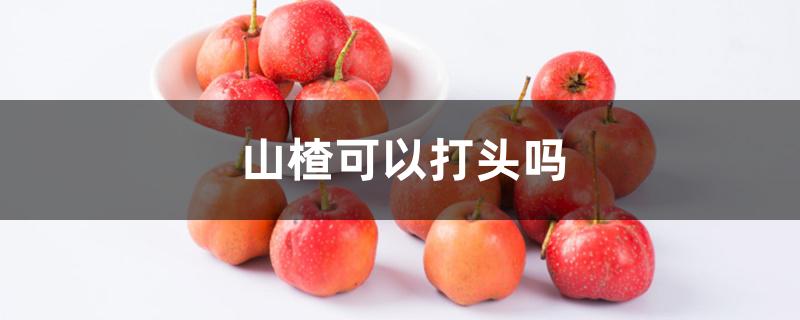 山楂可以打头吗 山楂可以打头吗