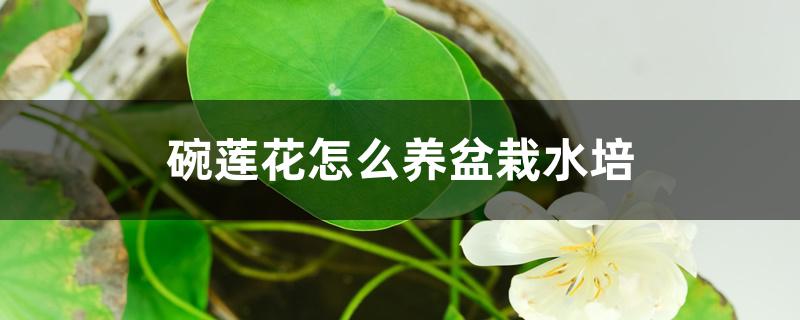 碗莲花怎么养盆栽水培 碗莲花怎么养盆栽水培
