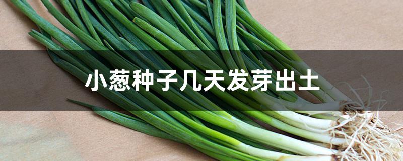 小葱种子几天发芽出土 小葱种子几天发芽出土