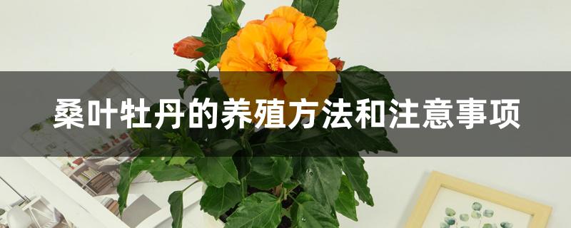 桑叶牡丹的养殖方法和注意事项 桑叶牡丹的养殖方法和注意事项