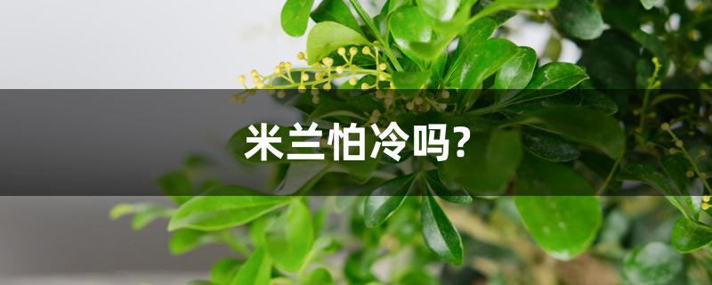 米兰怕冷吗? 米兰怕冷吗?