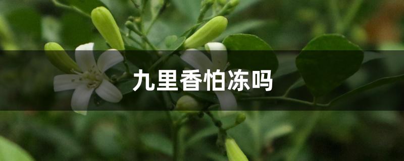 九里香怕冻吗 九里香怕冻吗