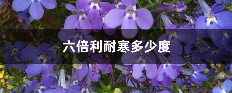 六倍利耐寒多少度 六倍利耐寒多少度