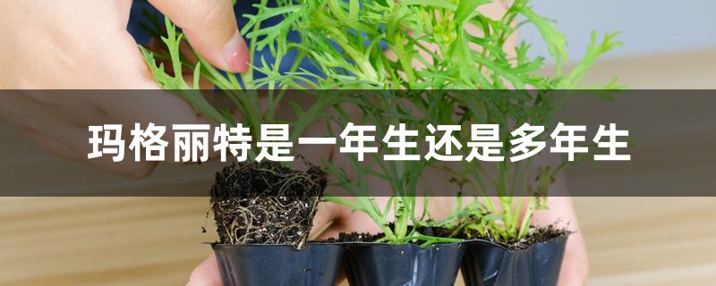 玛格丽特是一年生还是多年生 玛格丽特是一年生还是多年生