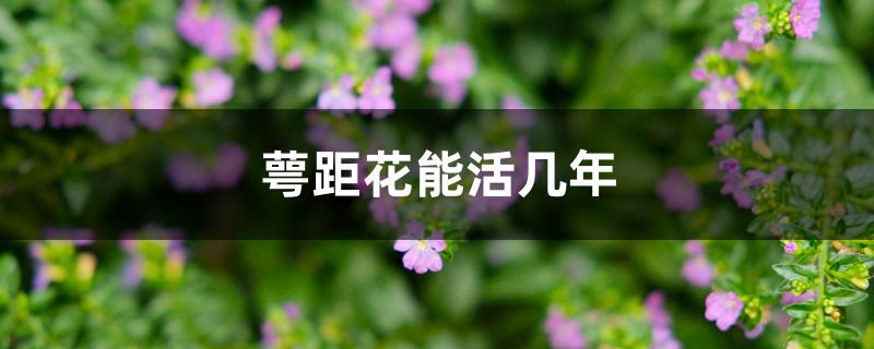 萼距花能活几年 萼距花能活几年