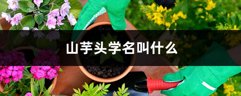 山芋头学名叫什么 山芋头学名叫什么
