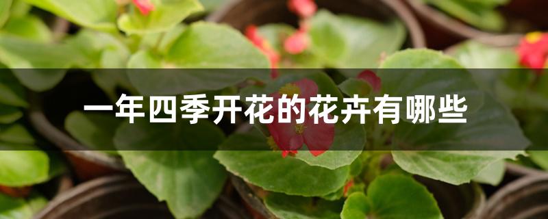 一年四季开花的花卉有哪些 一年四季开花的花卉有哪些