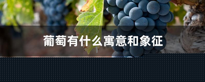 葡萄有什么寓意和象征 葡萄有什么寓意和象征