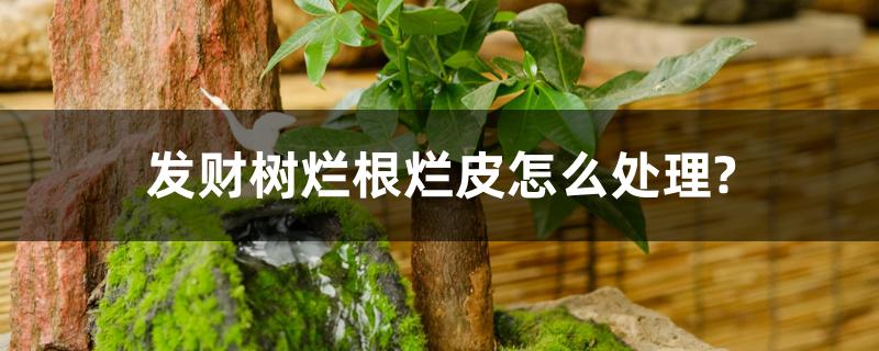 发财树烂根烂皮怎么处理? 发财树烂根烂皮怎么处理?