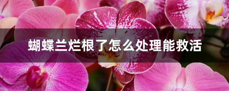 蝴蝶兰烂根了怎么处理能救活 蝴蝶兰烂根了怎么处理能救活