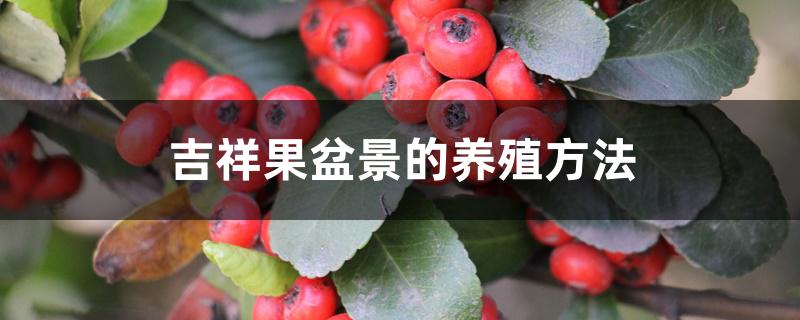吉祥果盆景的养殖方法 吉祥果盆景的养殖方法