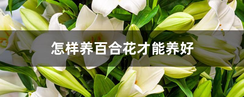 怎样养百合花才能养好 怎样养百合花才能养好