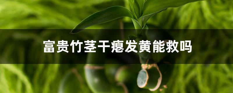 富贵竹茎干瘪发黄能救吗 富贵竹茎干瘪发黄能救吗