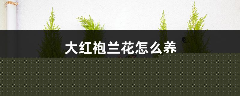 大红袍兰花怎么养 大红袍兰花怎么养