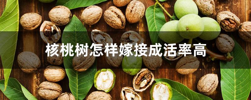 核桃树怎样嫁接成活率高 核桃树怎样嫁接成活率高