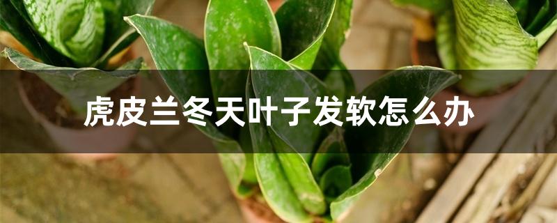 虎皮兰冬天叶子发软怎么办 虎皮兰冬天叶子发软怎么办