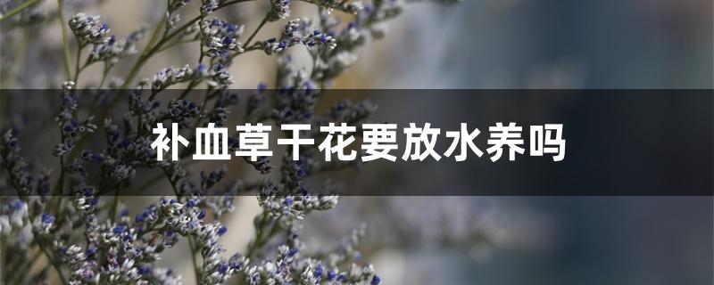 补血草干花要放水养吗 补血草干花要放水养吗