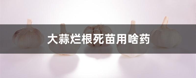 大蒜烂根死苗用啥药 大蒜烂根死苗用啥药