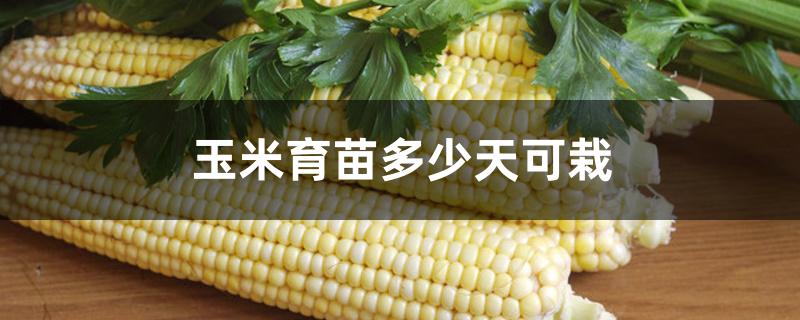 玉米育苗多少天可栽 玉米育苗多少天可栽
