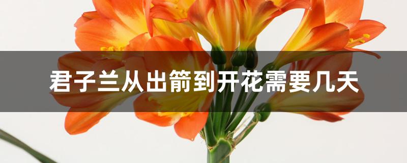 君子兰从出箭到开花需要几天 君子兰从出箭到开花需要几天