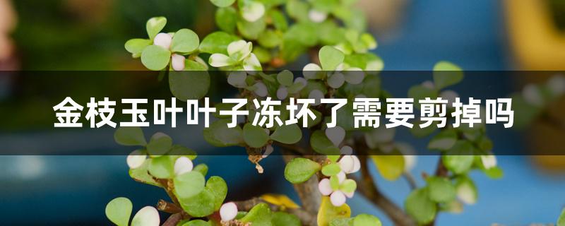 金枝玉叶叶子冻坏了需要剪掉吗 金枝玉叶叶子冻坏了需要剪掉吗