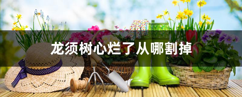 龙须树心烂了从哪割掉 龙须树心烂了从哪割掉