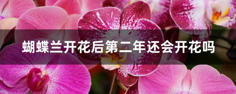 蝴蝶兰开花后第二年还会开花吗 蝴蝶兰开花后第二年还会开花吗