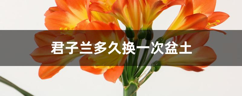 君子兰多久换一次盆土 君子兰多久换一次盆土