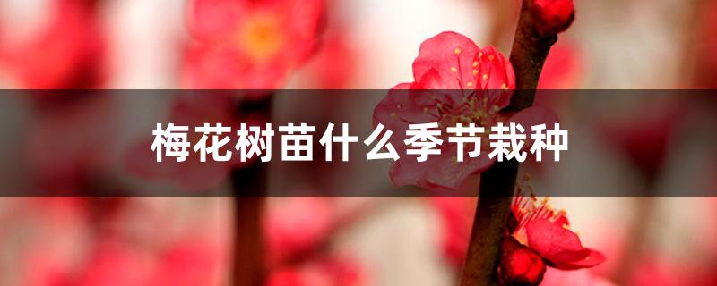 梅花树苗什么季节栽种 梅花树苗什么季节栽种