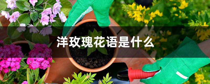 洋玫瑰花语是什么 洋玫瑰花语是什么