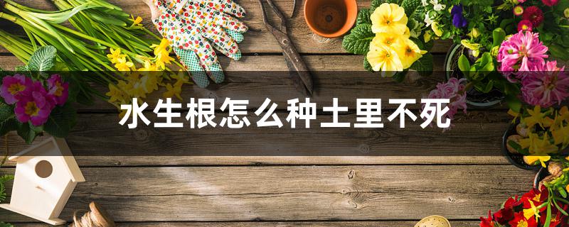 水生根怎么种土里不死 水生根怎么种土里不死