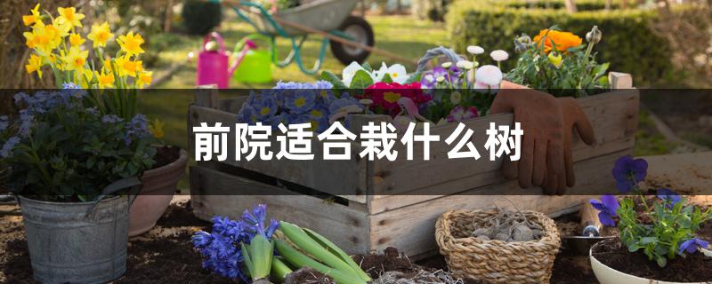 前院适合栽什么树 前院适合栽什么树