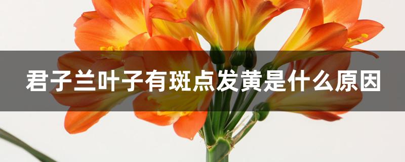 君子兰叶子有斑点发黄是什么原因 君子兰叶子有斑点发黄是什么原因