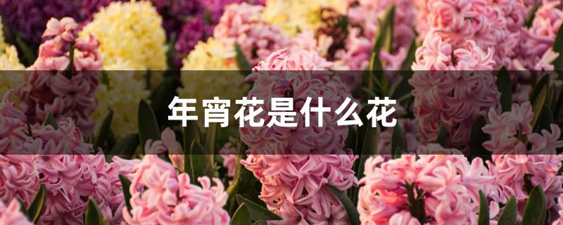 年宵花是什么花 年宵花是什么花