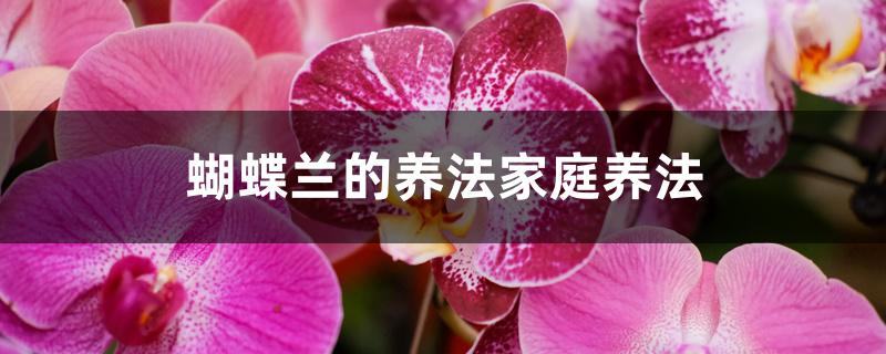 蝴蝶兰的养法家庭养法 蝴蝶兰的养法家庭养法