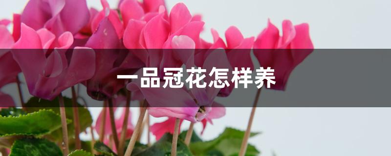 一品冠花怎样养 一品冠花怎样养
