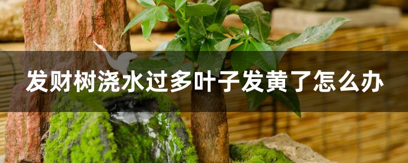 发财树浇水过多叶子发黄了怎么办 发财树浇水过多叶子发黄了怎么办