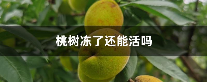 桃树冻了还能活吗 桃树冻了还能活吗