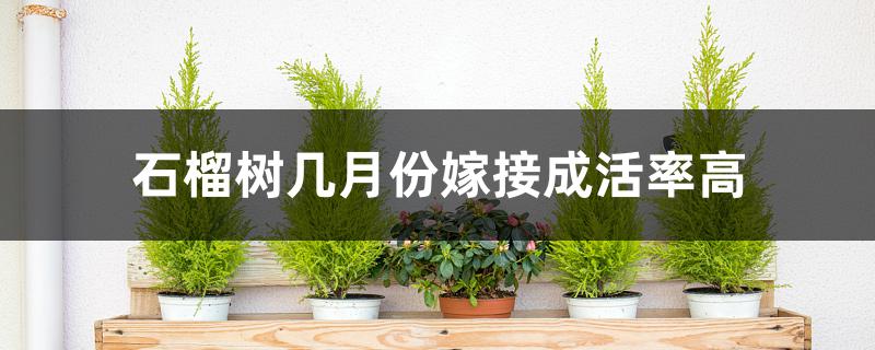 石榴树几月份嫁接成活率高 石榴树几月份嫁接成活率高