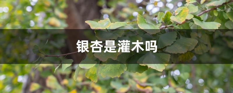 银杏是灌木吗 银杏是灌木吗