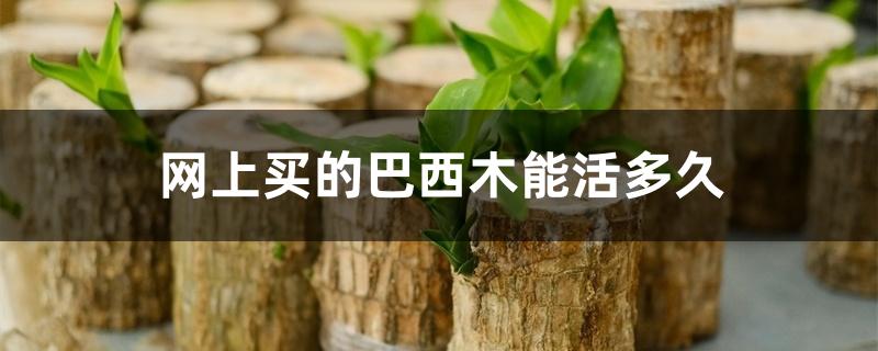 网上买的巴西木能活多久 网上买的巴西木能活多久