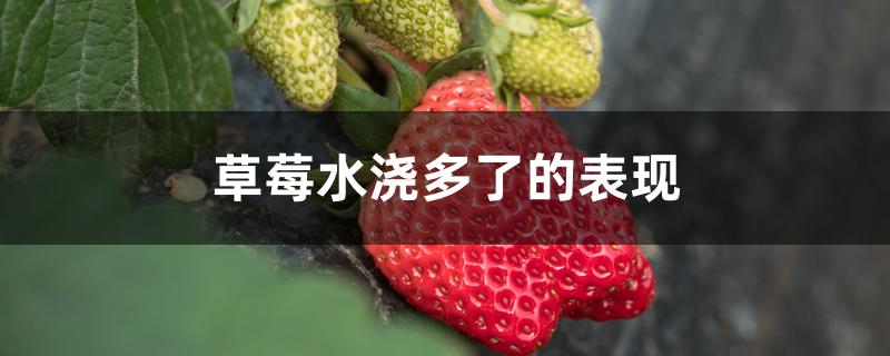 草莓水浇多了的表现 草莓水浇多了的表现